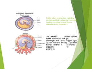 placenta .pptx
