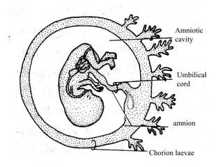 Comprehensive Overview of Fetal Membranes and Placenta Development | PPT