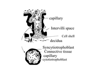 Comprehensive Overview of Fetal Membranes and Placenta Development | PPT