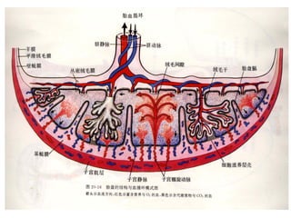 Comprehensive Overview of Fetal Membranes and Placenta Development | PPT