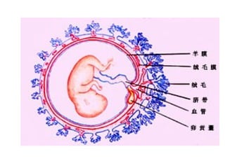 Comprehensive Overview of Fetal Membranes and Placenta Development | PPT