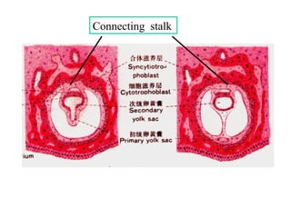 Comprehensive Overview of Fetal Membranes and Placenta Development | PPT