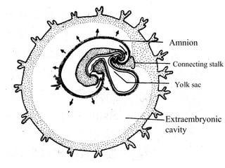 Comprehensive Overview of Fetal Membranes and Placenta Development | PPT