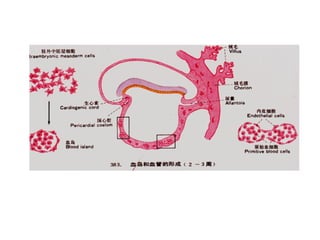 Comprehensive Overview of Fetal Membranes and Placenta Development | PPT