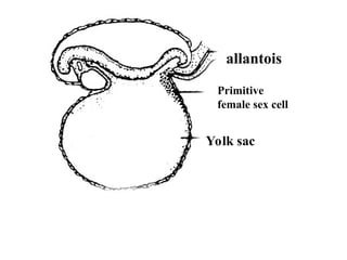 Comprehensive Overview of Fetal Membranes and Placenta Development | PPT