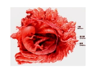 Comprehensive Overview of Fetal Membranes and Placenta Development | PPT