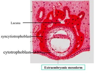 Comprehensive Overview of Fetal Membranes and Placenta Development | PPT