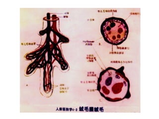 Comprehensive Overview of Fetal Membranes and Placenta Development | PPT