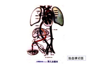 Comprehensive Overview of Fetal Membranes and Placenta Development | PPT