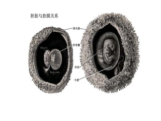 Comprehensive Overview of Fetal Membranes and Placenta Development | PPT