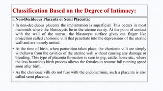 Classification Based on the Degree of Intimacy:
i. Non-Deciduous Placenta or Semi Placenta:
• In non-deciduous placenta the implantation is superficial. This occurs in most
mammals where the blastocysts lie in the uterine cavity. At the point of contact
with the wall of the uterus, the blastocyst surface gives out finger like
projection called chorionic villi that penetrate into the depressions of the uterine
wall and are loosely united.
• At the time of birth, when parturition takes place, the chorionic villi are simply
withdrawn from the cavities of the uterine wall without causing any damage or
bleeding. This type of placenta formation is seen in pig, cattle, horse etc., where
the less hazardous birth process allows the females to resume full running speed
soon after birth.
• As the chorionic villi do not fuse with the endometrium, such a placenta is also
called semi placenta.
 