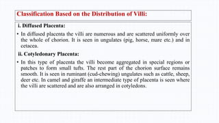 Classification Based on the Distribution of Villi:
i. Diffused Placenta:
• In diffused placenta the villi are numerous and are scattered uniformly over
the whole of chorion. It is seen in ungulates (pig, horse, mare etc.) and in
cetacea.
ii. Cotyledonary Placenta:
• In this type of placenta the villi become aggregated in special regions or
patches to form small tufts. The rest part of the chorion surface remains
smooth. It is seen in ruminant (cud-chewing) ungulates such as cattle, sheep,
deer etc. In camel and giraffe an intermediate type of placenta is seen where
the villi are scattered and are also arranged in cotyledons.
 