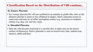 Classification Based on the Distribution of Villi continue..
iii. Zonary Placenta:
• In a zonary placenta the villi are confined to an annular or girdle-like zone on the
chorion (chorion is more or less elliptical in shape). Such a placenta occurs in
carnivores and may be of either incomplete zonary (e.g. raccoon) or complete
zonary (e.g. dog, cat, seal etc.) type.
iv. Discoidal Placenta:
• Here the villi become restricted to a circular disc or plate area on the dorsal
surface of blastocyst. Such a placenta is seen in insectivores, bats, rodents (rat,
mouse), rabbit and bear.
 
