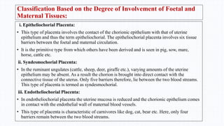 Classification Based on the Degree of Involvement of Foetal and
Maternal Tissues:
i. Epitheliochorial Placenta:
• This type of placenta involves the contact of the chorionic epithelium with that of uterine
epithelium and thus the term epitheliochorial. The epitheliochorial placenta involves six tissue
barriers between the foetal and maternal circulation.
• It is the primitive type from which others have been derived and is seen in pig, sow, mare,
horse, cattle etc.
ii. Syndesmochorial Placenta:
• In the ruminant ungulates (cattle, sheep, deer, giraffe etc.), varying amounts of the uterine
epithelium may be absent. As a result the chorion is brought into direct contact with the
connective tissue of the uterus. Only five barriers therefore, lie between the two blood streams.
This type of placenta is termed as syndesmochorial.
iii. Endotheliochorial Placenta:
• In endotheliochorial placenta the uterine mucosa is reduced and the chorionic epithelium comes
in contact with the endothelial wall of maternal blood vessels.
• This type of placenta is characteristic of carnivores like dog, cat, bear etc. Here, only four
barriers remain between the two blood streams.
 