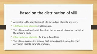 Based on the distribution of villi
• According to the distribution of villi six kinds of placenta are seen.
• 1.Diffused type placenta: Ex Horse, pig,
• The villi are uniformly distributed on the surface of blastocyst, except at
the extreme ends.
• 2.Cotyledonary placenta : Ex Sheep, Cow, Deer.
• The villi are arranged in groups. Each group is called cotyledon. Each
cotyledon fits into caruncla of uterus.
 