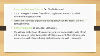 • 3.Intermediate type Placenta Ex : Giraffe & camel
• It is a rare type, it shows free villi on cotyledons. Hence it is called
intermediate type placenta
• In these three types of placenta during parturition the foetus will not
damage uterus.
• 4.Zonary placenta: Ex Cat, Dog, Carnivores.
• The villi are In the form of transverse zones. in dog a single girdle of vhf
will be present. In fox two girdles of villi are present. The villi penetrate
into uterine wall. Hence during parturition uterine wall is damaged.
 