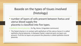 Basede on the types of tisues involved
(histology)
• number of layers of cells present between foetus and
uterus blood supply the
placenta is classified into five types.
1.Epithelio chorial placenta : Ex Pig, Horse, (Ungulates Lemmures)
• The foetal chorion is in contact with epithelium of the uterus hence it is called
epithelio-chorial placenta. In between foetal, maternal parts six layers are
present. If all the six layers are present the placenta is called epithelio-chorial
placenta.
 