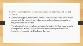 1.Chorio-vitelline placenta or yolk-sac palcenta (is formed by yolk sac and
chorion )
• In some marsupials, the allantois remains relatively small and never makes
contact with the chorionic sac, whereas the yolk sac becomes very large
and gets fused with chorion.
• The chorionic blood vessels are connected with the vitelline blood vessels
of the yolk sac. Hence,the yolk sac contributes the major share in the
formation of placenta. Eg. Didelphys, dasyurus
 