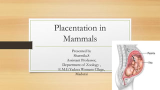 Placentation in
Mammals
Presented by
Sharmila.S
Assistant Professor,
Department of Zoology ,
E.M.G.Yadava Womens Cllege,
Madurai
 