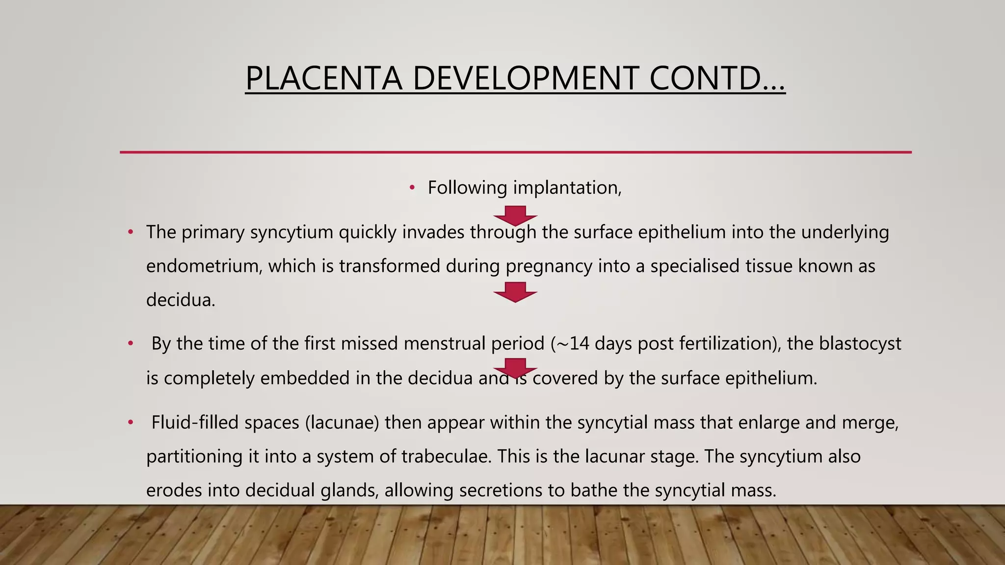 PLACENTA DEVELOPMENT CONTD…
• Following implantation,
• The primary syncytium quickly invades through the surface epithelium into the underlying
endometrium, which is transformed during pregnancy into a specialised tissue known as
decidua.
• By the time of the first missed menstrual period (∼14 days post fertilization), the blastocyst
is completely embedded in the decidua and is covered by the surface epithelium.
• Fluid-filled spaces (lacunae) then appear within the syncytial mass that enlarge and merge,
partitioning it into a system of trabeculae. This is the lacunar stage. The syncytium also
erodes into decidual glands, allowing secretions to bathe the syncytial mass.
 