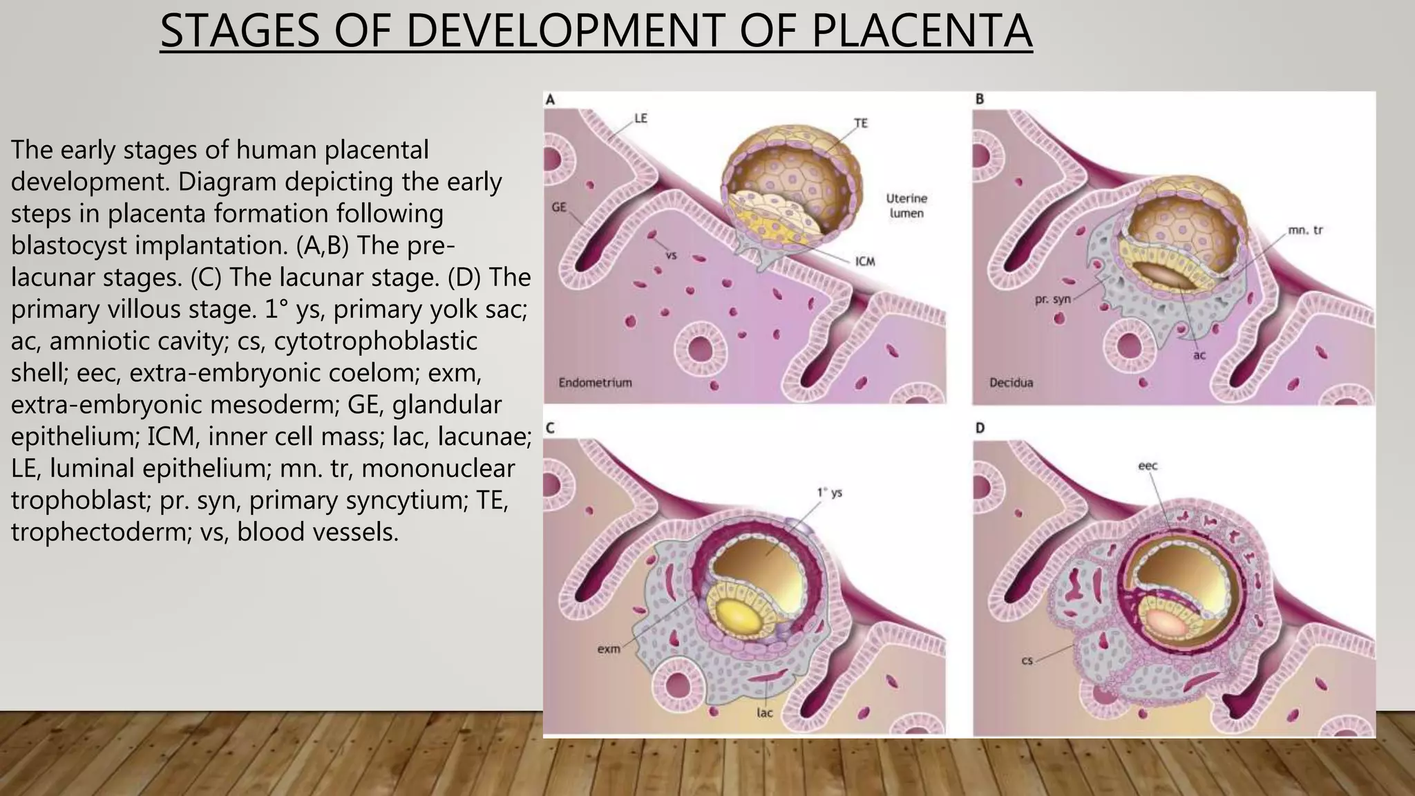 STAGES OF DEVELOPMENT OF PLACENTA
The early stages of human placental
development. Diagram depicting the early
steps in placenta formation following
blastocyst implantation. (A,B) The pre-
lacunar stages. (C) The lacunar stage. (D) The
primary villous stage. 1° ys, primary yolk sac;
ac, amniotic cavity; cs, cytotrophoblastic
shell; eec, extra-embryonic coelom; exm,
extra-embryonic mesoderm; GE, glandular
epithelium; ICM, inner cell mass; lac, lacunae;
LE, luminal epithelium; mn. tr, mononuclear
trophoblast; pr. syn, primary syncytium; TE,
trophectoderm; vs, blood vessels.
 