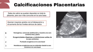 PLACENTA Y CORDÓN UMBILICAL, y sus patologías | PDF