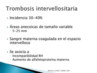  Incidencia 30-40% 
 Áreas anecoicas de tamaño variable 
◦ 5-25 mm 
 Sangre materna coagulada en el espacio 
intervelloso 
 Se asocia a 
◦ Incompatibilidad RH 
◦ Aumento de alfafetoproteína materna 
Placenta y cordón. LUCERO. Cafici. 
 