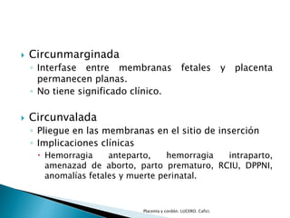  Circunmarginada 
◦ Interfase entre membranas fetales y placenta 
permanecen planas. 
◦ No tiene significado clínico. 
 Circunvalada 
◦ Pliegue en las membranas en el sitio de inserción 
◦ Implicaciones clínicas 
 Hemorragia anteparto, hemorragia intraparto, 
amenazad de aborto, parto prematuro, RCIU, DPPNI, 
anomalías fetales y muerte perinatal. 
Placenta y cordón. LUCERO. Cafici. 
 