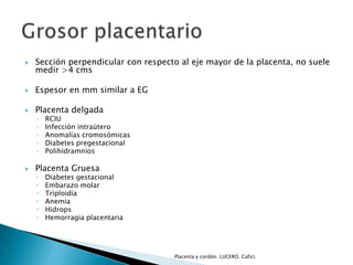  Sección perpendicular con respecto al eje mayor de la placenta, no suele 
medir >4 cms 
 Espesor en mm similar a EG 
 Placenta delgada 
◦ RCIU 
◦ Infección intraútero 
◦ Anomalías cromosómicas 
◦ Diabetes pregestacional 
◦ Polihidramnios 
 Placenta Gruesa 
◦ Diabetes gestacional 
◦ Embarazo molar 
◦ Triploidía 
◦ Anemia 
◦ Hidrops 
◦ Hemorragia placentaria 
Placenta y cordón. LUCERO. Cafici. 
 