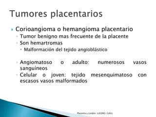  Corioangioma o hemangioma placentario 
◦ Tumor benigno mas frecuente de la placente 
◦ Son hemartromas 
 Malformación del tejido angioblástico 
◦ Angiomatoso o adulto: numerosos vasos 
sanguíneos 
◦ Celular o joven: tejido mesenquimatoso con 
escasos vasos malformados 
Placenta y cordón. LUCERO. Cafici. 
 