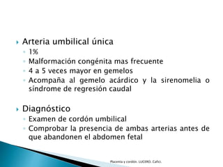  Arteria umbilical única 
◦ 1% 
◦ Malformación congénita mas frecuente 
◦ 4 a 5 veces mayor en gemelos 
◦ Acompaña al gemelo acárdico y la sirenomelia o 
síndrome de regresión caudal 
 Diagnóstico 
◦ Examen de cordón umbilical 
◦ Comprobar la presencia de ambas arterias antes de 
que abandonen el abdomen fetal 
Placenta y cordón. LUCERO. Cafici. 
 