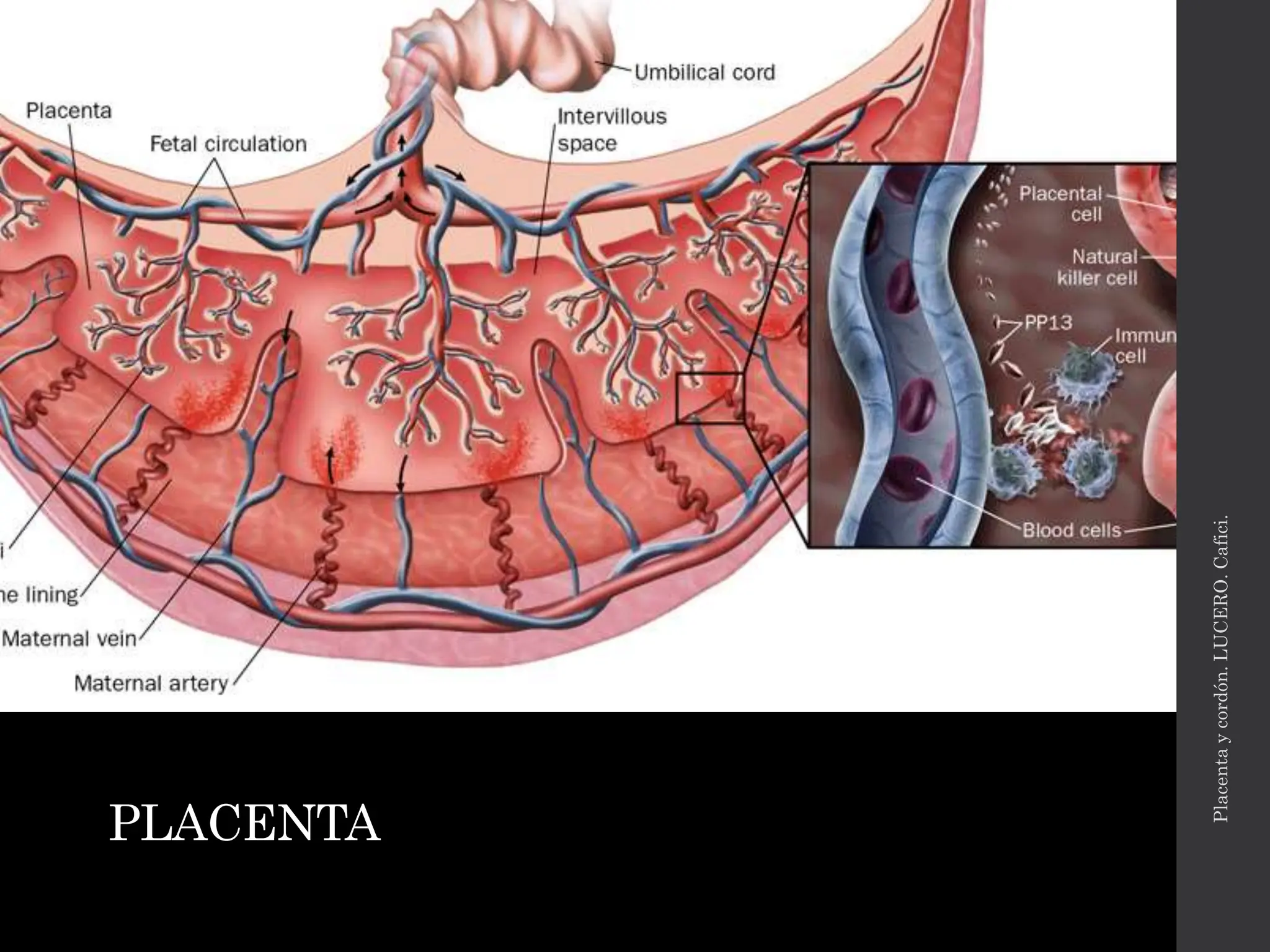 placenta y cordon ultrasonido obstetrico.pptx