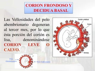 CORION FRONDOSO Y
                    DECIDUA BASAL


La Decidua que cubre al corion
frondoso se llama DECIDUA
BASAL.




...