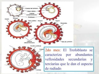 2do mes: El Trofoblasto se
caracteriza por abundantes
vellosidades secundarias y
terciarias que le dan el aspecto
de radia...