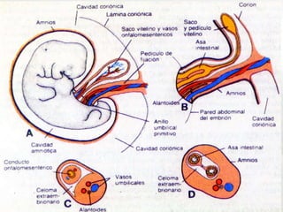 Alteraciones Cromosómicas
1. Se estima que el 50%-75% de los abortos
   son anomalías CROMOSOMICAS
2. Las trisomías como g...