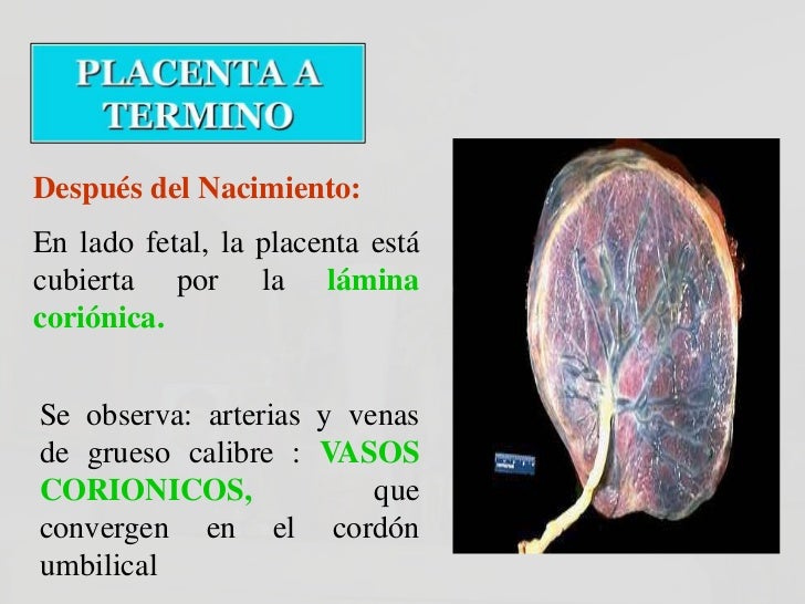 Placenta y cordon umbilical