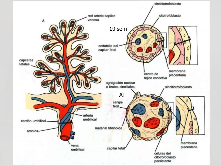 Placenta y cordon umbilical