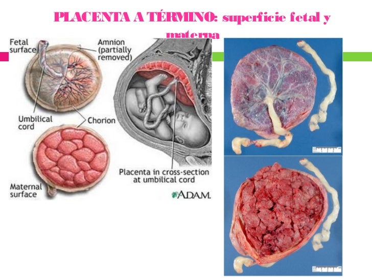 Placenta y memb fetales