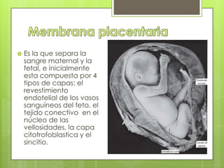    Es la que separa la
    sangre maternal y la
    fetal, e inicialmente
    esta compuesta por 4
    tipos de capas: el
    revestimiento
    endotelial de los vasos
    sanguíneos del feto, el
    tejido conectivo en el
    núcleo de las
    vellosidades, la capa
    citotrofoblastica y el
    sincitio.
 