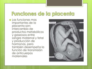    Las funciones mas
    importantes de la
    placenta son:
    intercambio de
    productos metabólicos
    y gaseosos entre
    sangre maternal y fetal
    y producción de
    hormonas, pero
    también desempeña la
    función de transmisión
    de anticuerpos
    maternales
 