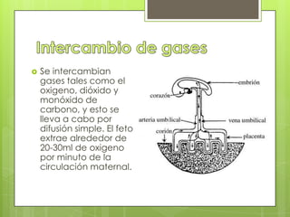    Se intercambian
    gases tales como el
    oxigeno, dióxido y
    monóxido de
    carbono, y esto se
    lleva a cabo por
    difusión simple. El feto
    extrae alrededor de
    20-30ml de oxigeno
    por minuto de la
    circulación maternal.
 