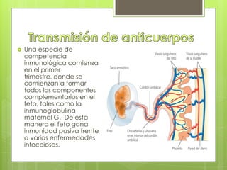    Una especie de
    competencia
    inmunológica comienza
    en el primer
    trimestre, donde se
    comienzan a formar
    todos los componentes
    complementarios en el
    feto, tales como la
    inmunoglobulina
    maternal G. De esta
    manera el feto gana
    inmunidad pasiva frente
    a varias enfermedades
    infecciosas.
 