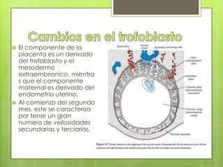    El componente de la
    placenta es un derivado
    del trofoblasto y el
    mesodermo
    extraembrionico, mientra
    s que el componente
    maternal es derivado del
    endometrio uterino.
   Al comienzo del segundo
    mes, este se caracteriza
    por tener un gran
    numero de vellosidades
    secundarias y terciarias.
 