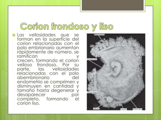    Las vellosidades que se
    forman en la superficie del
    corion relacionadas con el
    polo embrionario aumentan
    rápidamente de número, se
    ramifican                    y
    crecen, formando el corion
    velloso frondoso. Por su
    parte,     las    vellosidades
    relacionadas con el polo
    abembrionario              del
    endometrio se comprimen y
    disminuyen en cantidad y
    tamaño hasta degenerar y
    desaparecer                por
    completo,      formando     el
    corion liso.
 