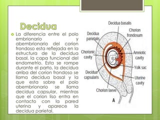    La diferencia entre el polo
    embrionario                  y
    abembrionario del corion
    frondoso esta reflejada en la
    estructura de la decidua
    basal, la capa funcional del
    endometrio. Esta se rompe
    durante el parto, la decidua
    arriba del corion frondoso se
    llama decidua basal y la
    que esta sobre el polo
    abembrionario      se   llama
    decidua capsular, mientras
    que el corion liso entra en
    contacto con la pared
    uterina    y    aparece     la
    decidua parietal.
 