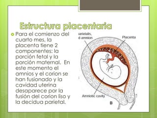  Para el comienzo del
 cuarto mes, la
 placenta tiene 2
 componentes: la
 porción fetal y la
 porción maternal. En
 este momento el
 amnios y el corion se
 han fusionado y la
 cavidad uterina
 desaparece por la
 fusión del corion liso y
 la decidua parietal.
 
