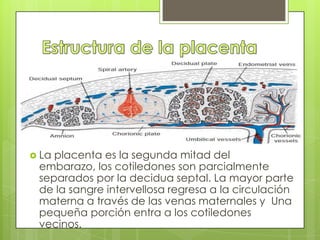  Laplacenta es la segunda mitad del
 embarazo, los cotiledones son parcialmente
 separados por la decidua septal. La mayor parte
 de la sangre intervellosa regresa a la circulación
 materna a través de las venas maternales y Una
 pequeña porción entra a los cotiledones
 vecinos.
 