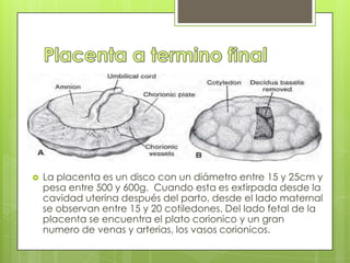    La placenta es un disco con un diámetro entre 15 y 25cm y
    pesa entre 500 y 600g. Cuando esta es extirpada desde la
    cavidad uterina después del parto, desde el lado maternal
    se observan entre 15 y 20 cotiledones. Del lado fetal de la
    placenta se encuentra el plato corionico y un gran
    numero de venas y arterias, los vasos corionicos.
 