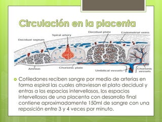    Cotiledones reciben sangre por medio de arterias en
    forma espiral las cuales atraviesan el plato decidual y
    entras a los espacios intervellosos, los espacios
    intervellosos de una placenta con desarrollo final
    contiene aproximadamente 150ml de sangre con una
    reposición entre 3 y 4 veces por minuto.
 
