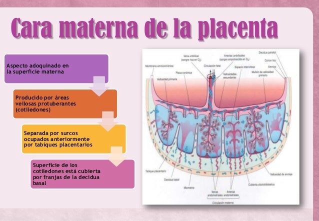 Placenta y Membranas Fetales